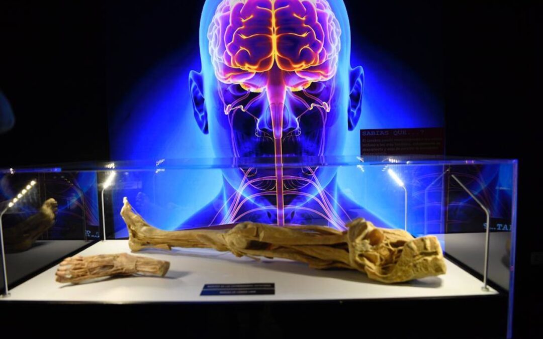 Bodies – The Science Within to Make U.S. Debut in Denver at The Denver Pavilions in May