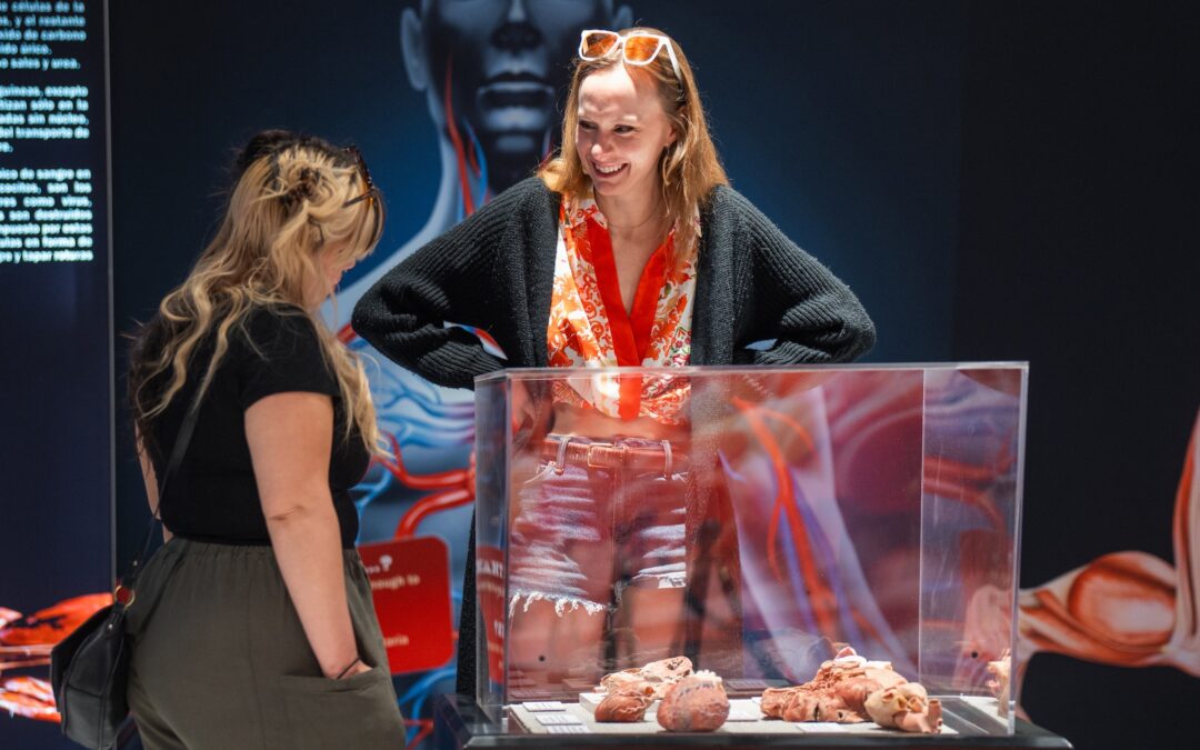 Due to Popular Demand, Bodies – The Science Within Extends Denver Exhibition Through September 20