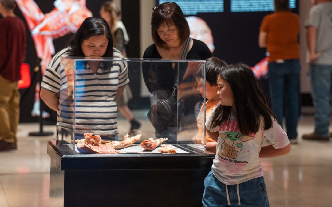 Image of people looking at an exhibit at Bodies - The Science Within